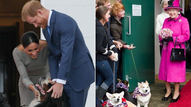 Meghan Markle, le prince Harry et un chien, la reine Elizabeth et le corgis