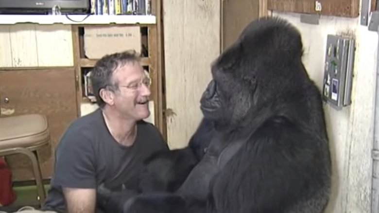 Robin Williams et Koko