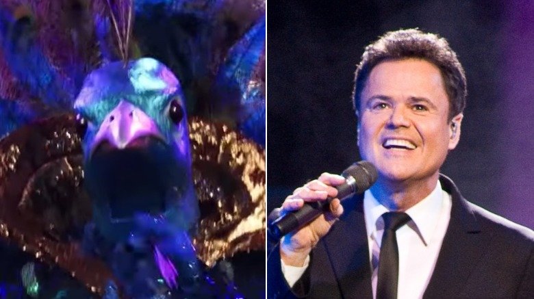 Le paon, Donny Osmond