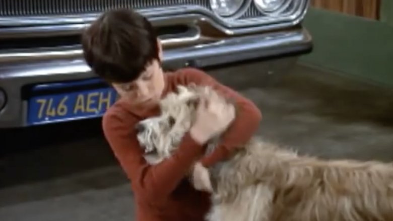 Mike Lookinland et Tiger dans The Brady Bunch