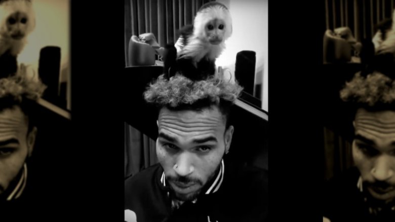 Chris Brown Monkey Fiji