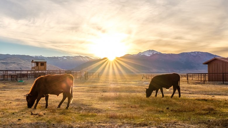 Ranch de bétail en Californie