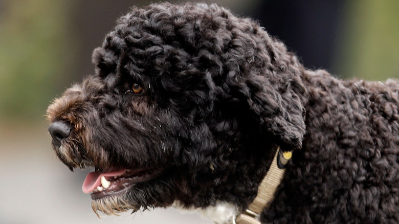 Michelle Obama annonce la mort du chien de la famille Bo avec un hommage sincère