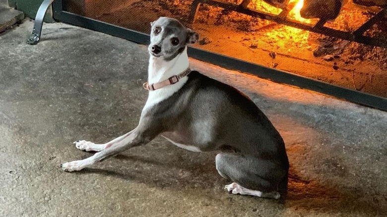 Le chien de Seth Meyers Frisbee près d'un incendie