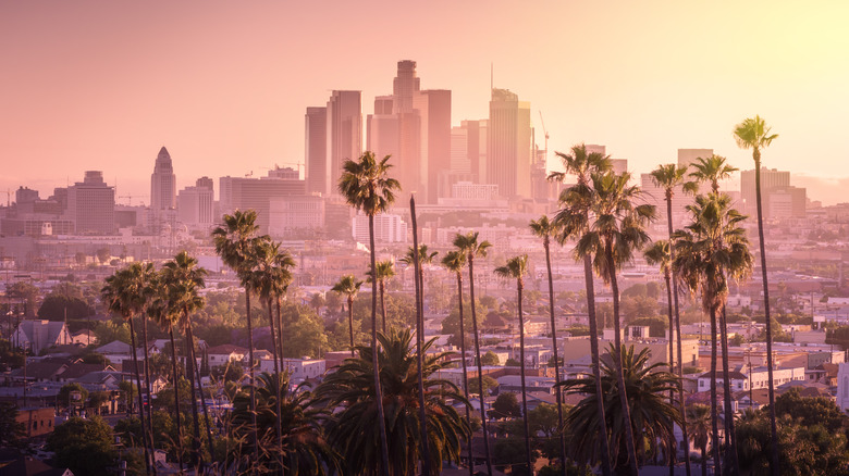 Des palmiers surplombant Los Angeles