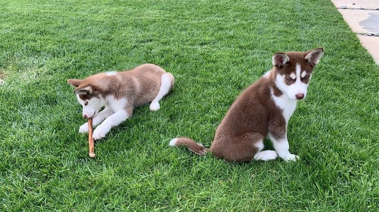 Jack et Jill sur l'herbe