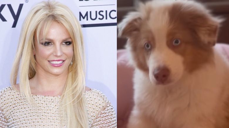 Chien de Britney Spears