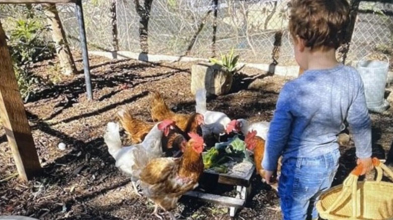 Archie avec ses poulets