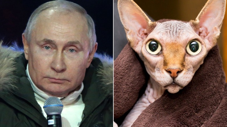 Vladimir Poutine avec micro, chat Sphynx enveloppé