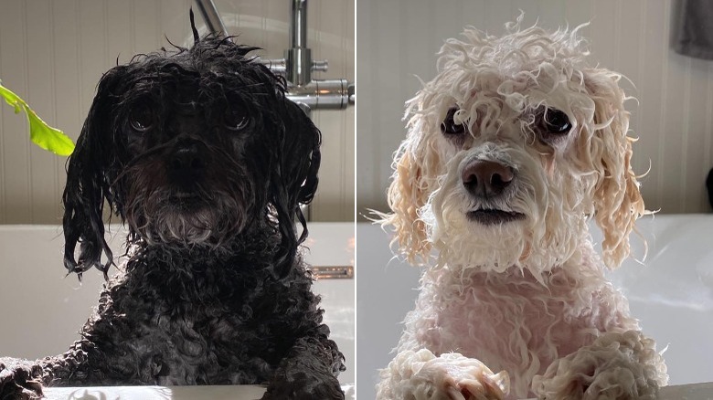 les chiens Butter et Gordo, trempés et sortant d'un bain