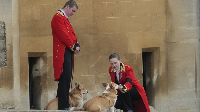 Les corgis de la reine Elizabeth attendent son arrivée