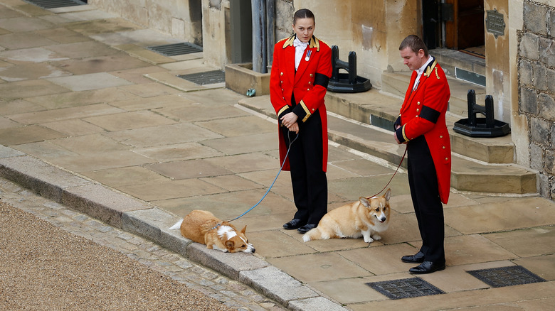 Corgis de la reine et leurs maîtres