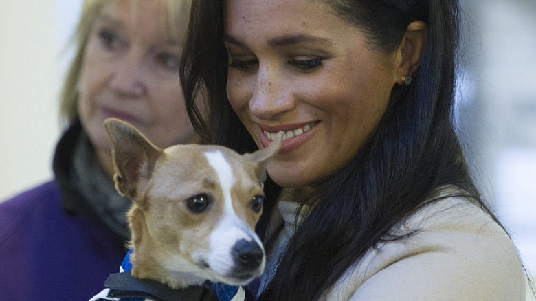 Meghan Markle tenant un chien 