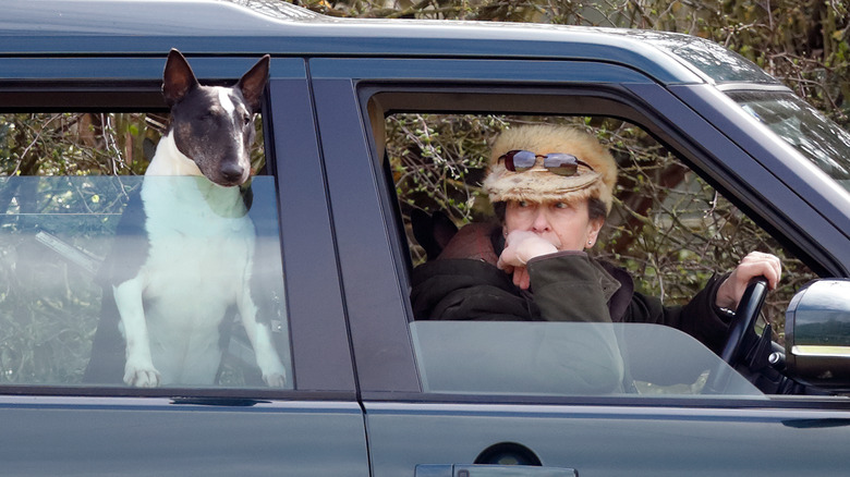 La princesse Anne en voiture avec un chien