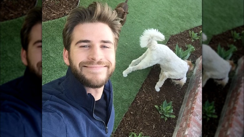 Liam Hemsworth regarde avec des chiens