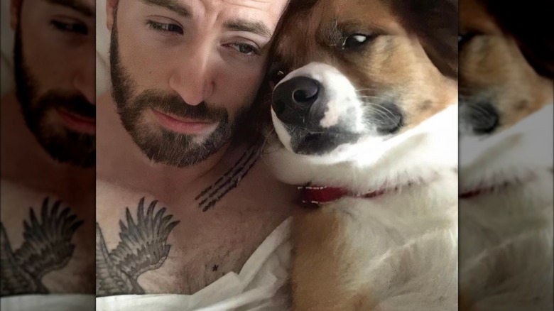 Chris Evans avec un chien Instagram