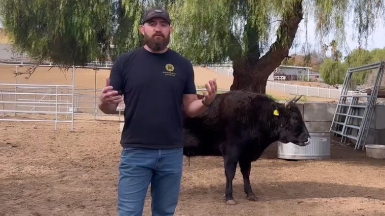 Travis Browne avec l'un de ses bœufs