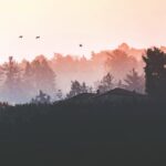 Scientists Named the Largest Bird in History