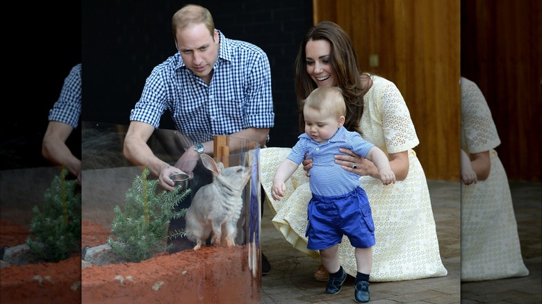 Le prince George regarde un bilby