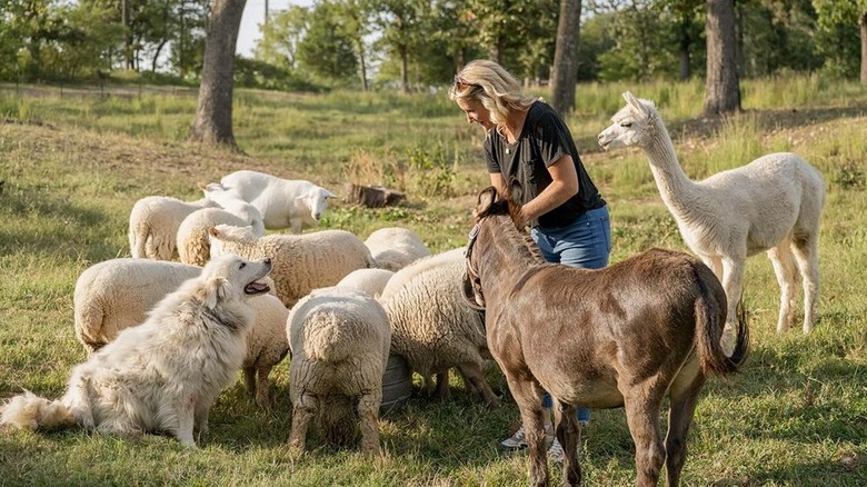 Jenny Marrs entourée d'animaux de la ferme